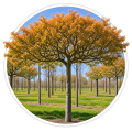 Ірга деревовидна/Amelanchier arborea 0